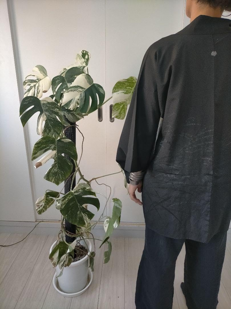 斑入りモンステラ 大きいサイズ16枚の葉 斑入りモンステラ 大きい 斑入りモンステラ 大きいサイズ16枚の葉 斑入りモンステラ 大きい